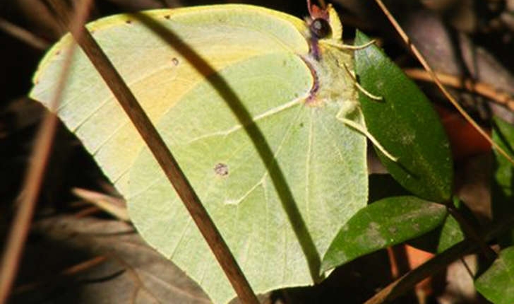 Gonepteryx (Linné, 1767)