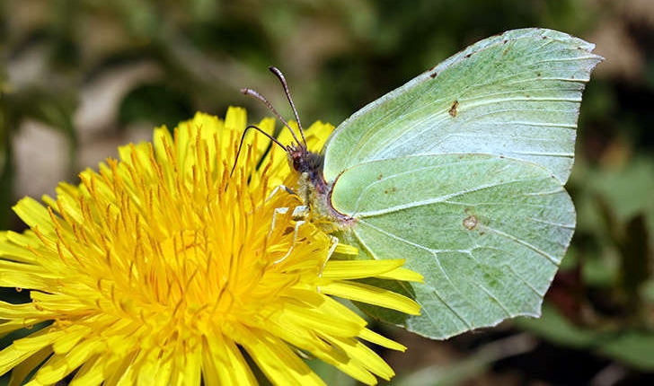 Gonepteryx (Linné, 1767)