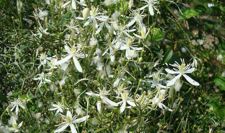 Clematis flammula (Linné, 1753)