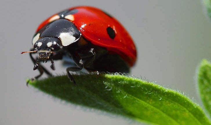 Coccinella sp