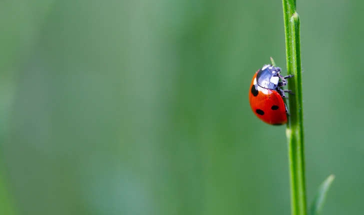 Coccinella sp