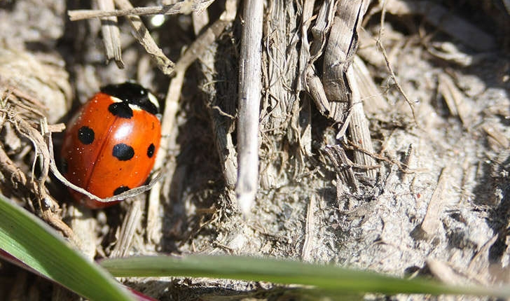 Coccinella sp