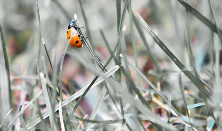 Coccinella sp