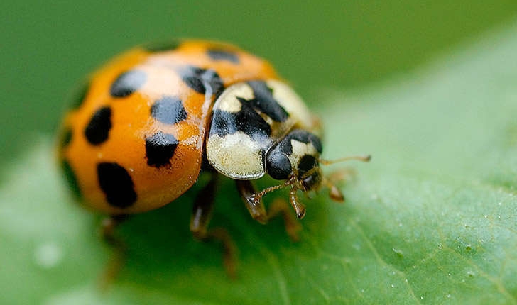 Coccinella sp