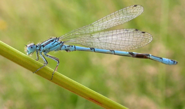 Agrion de Mercure