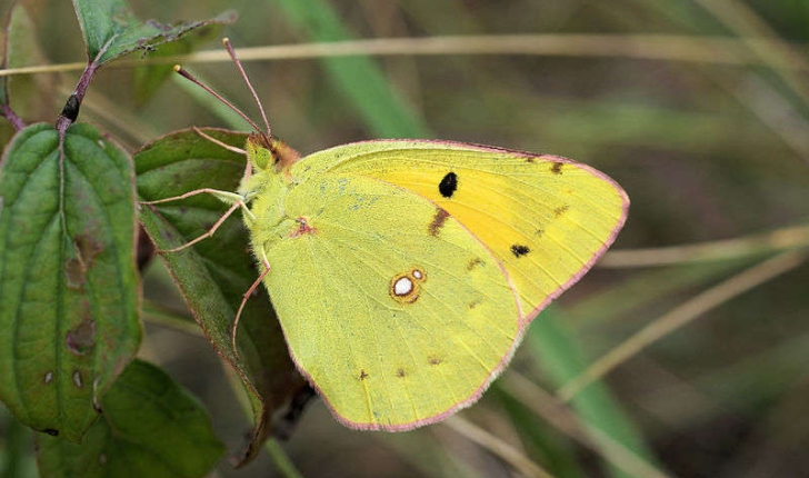 Colias crocea (Fourcroy, 1785)