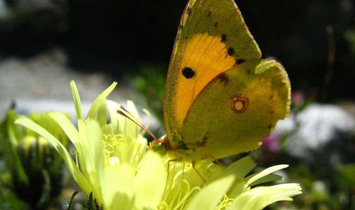 Colias crocea (Fourcroy, 1785)