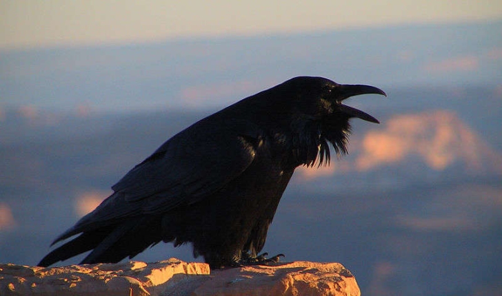 Corvus corax (Linné, 1758)