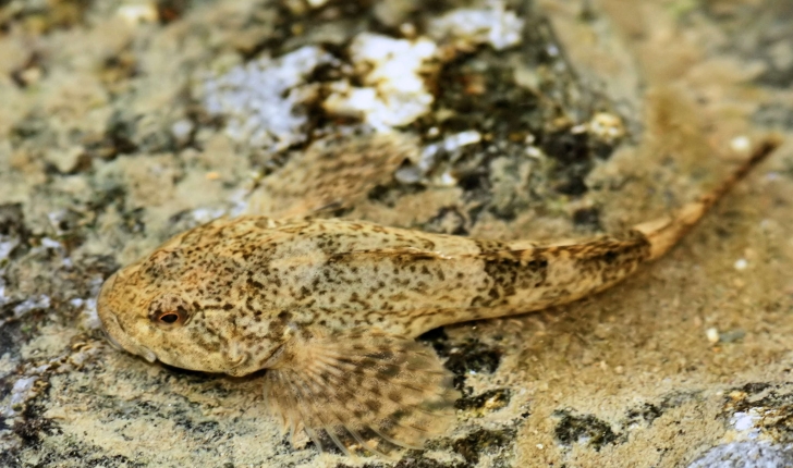 Chabot commun - Cottus gobio
