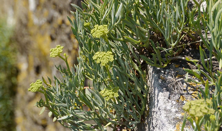 Crithmum maritimum (Linné, 1758) 