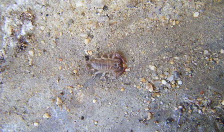 Euscorpius flavicaudis (De Géer, 1778)