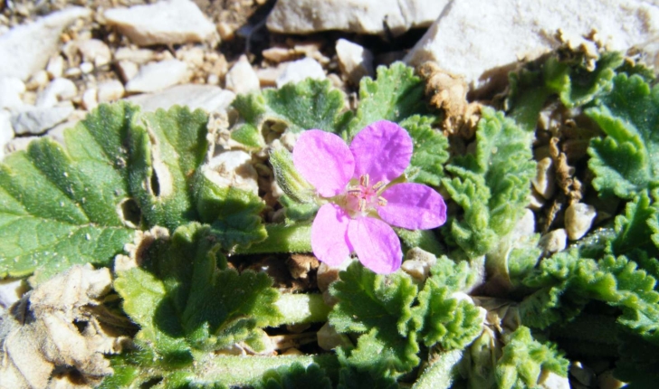 Erodium chium (Willdenow, 1794)
