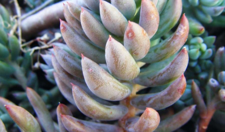 Sedum sediforme (Jacquin, 1770)