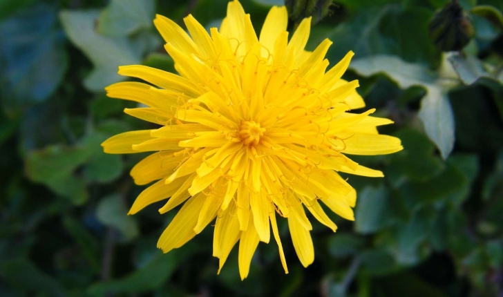 Sonchus tenerrimus (Linné, 1758) 