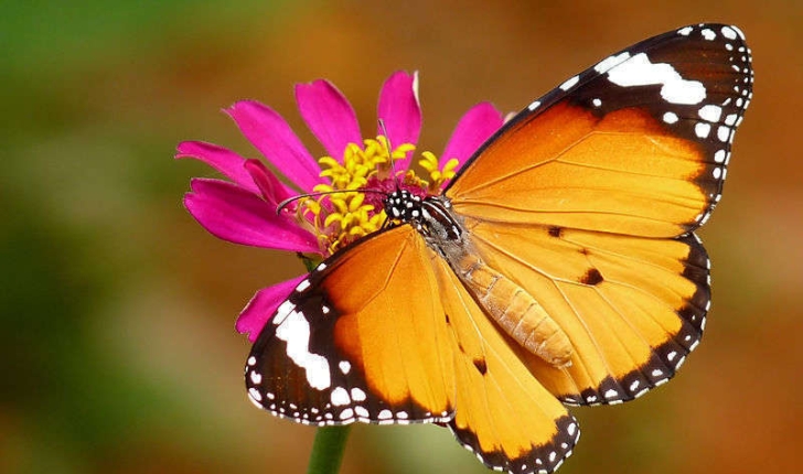 Danaus chrysippus (Linné, 1758)
