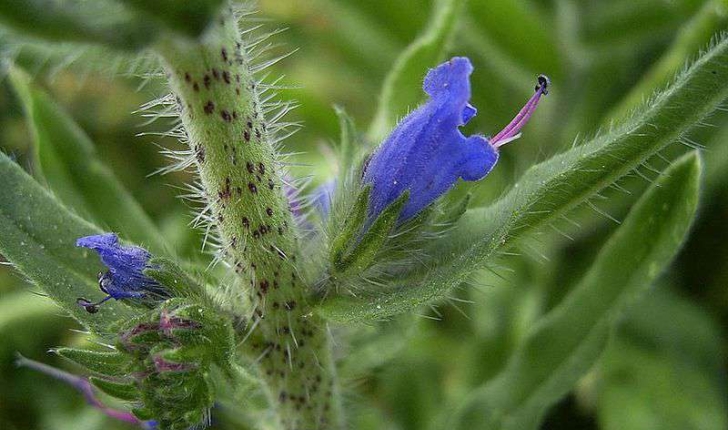 Echium vulgare (Linné, 1753)