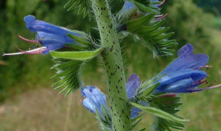Echium vulgare (Linné, 1753)