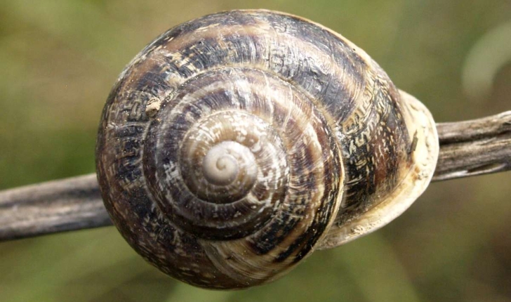Eobania vermiculata (O. F. Müller, 1774)