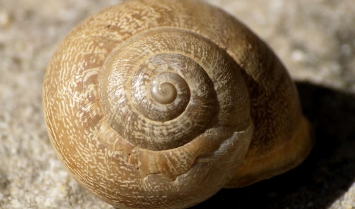 Eobania vermiculata (O. F. Müller, 1774)