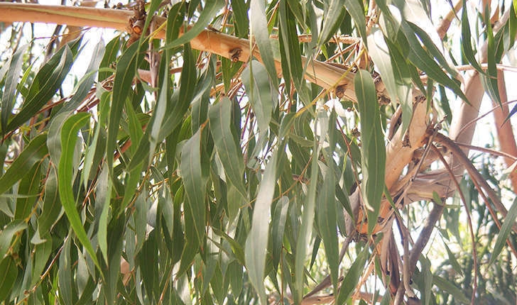 Corymbia sp