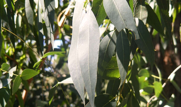 Corymbia sp