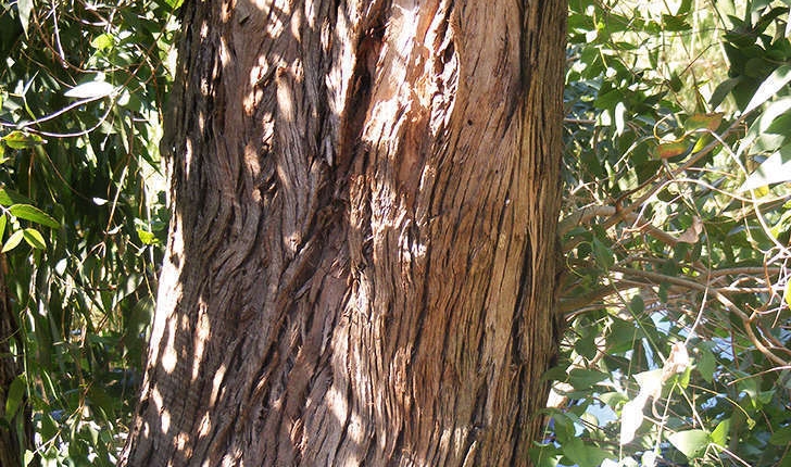 Corymbia sp