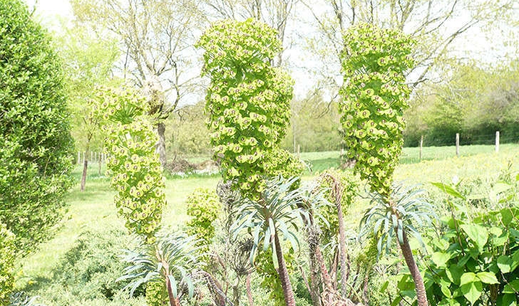 Euphorbia characias (Linné, 1753)