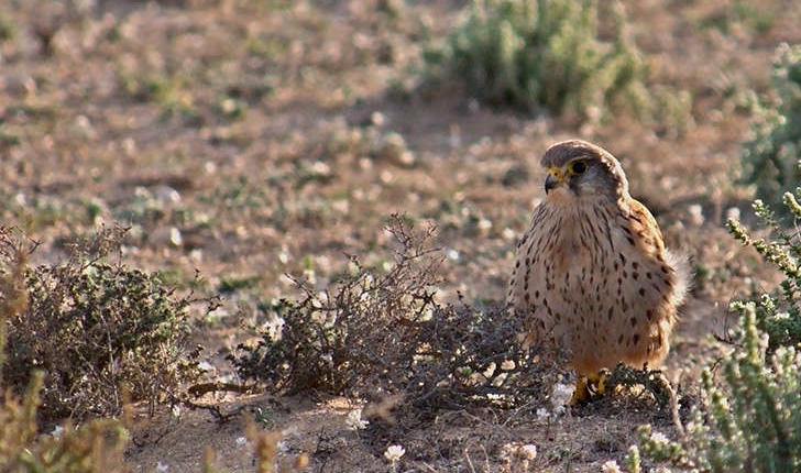 Falco tinnunculus (Linné, 1758)