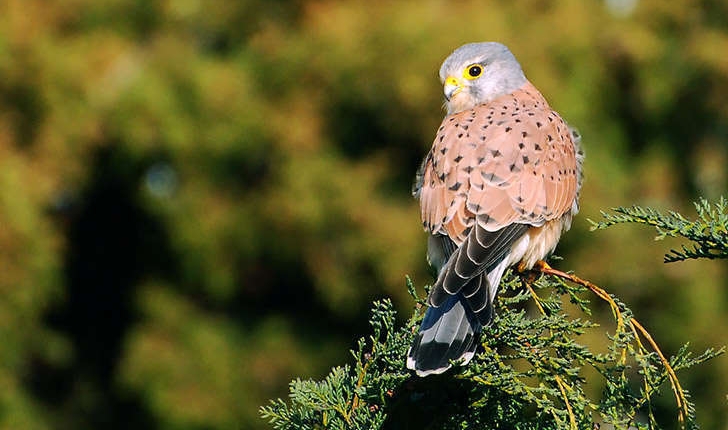 Falco tinnunculus (Linné, 1758)
