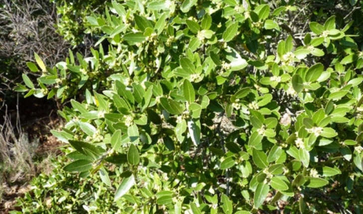Phillyrea latifolia (Linné, 1753)