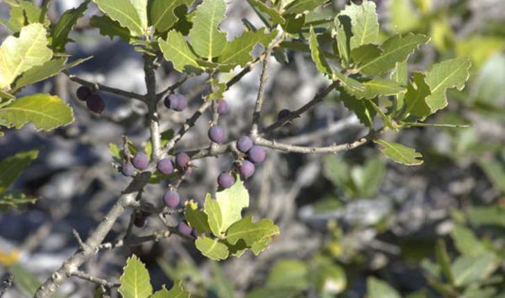 Phillyrea latifolia (Linné, 1753)