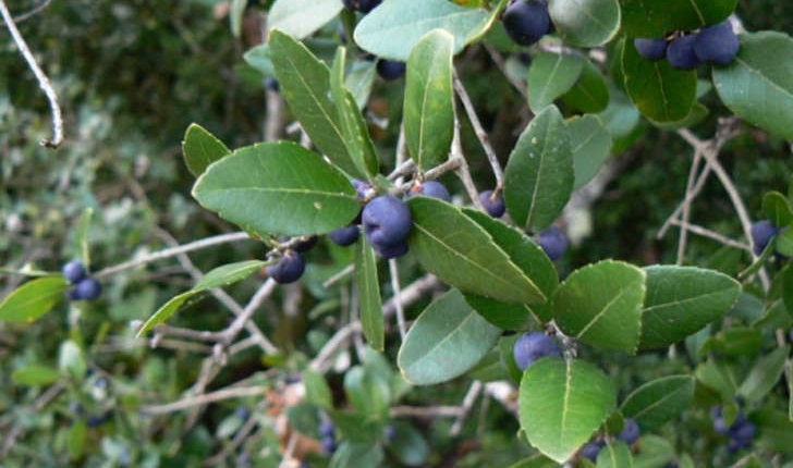 Phillyrea latifolia (Linné, 1753)