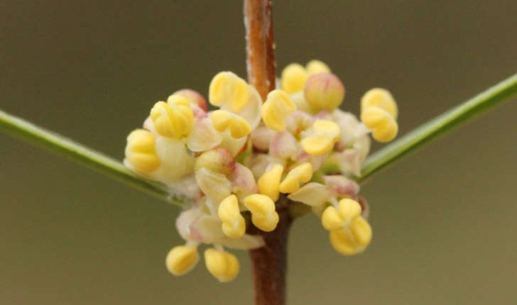 Phillyrea angustifolia (Linné, 1758)