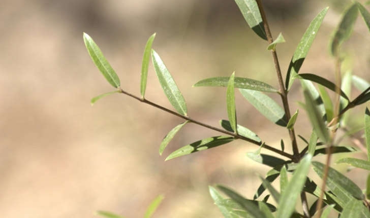 Phillyrea angustifolia (Linné, 1758)