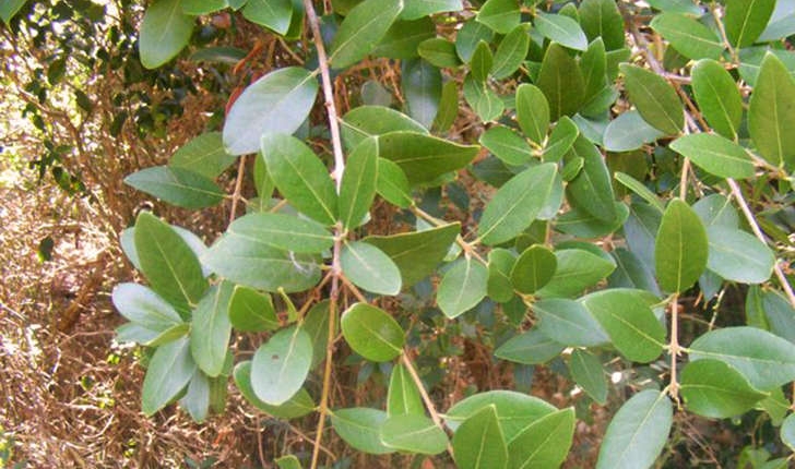 Phillyrea latifolia (Linné, 1753)