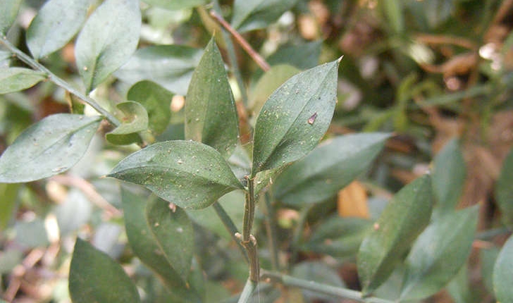 Ruscus aculeatus (Linné, 1753)