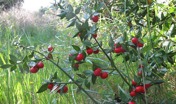 Ruscus aculeatus (Linné, 1753)