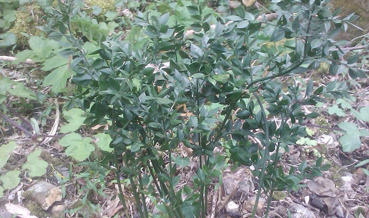 Ruscus aculeatus (Linné, 1753)