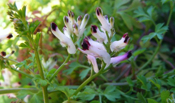  Fumaria capreolata (Linné, 1758)