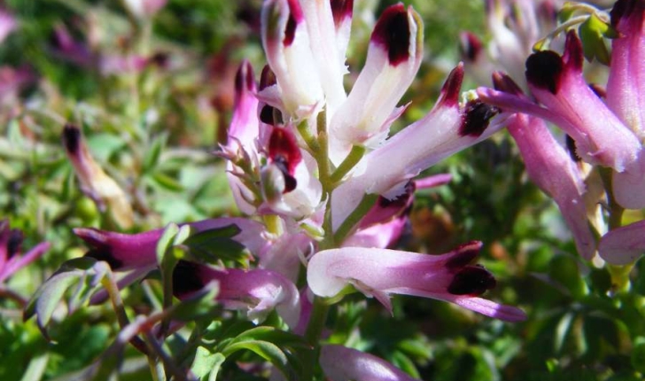  Fumaria capreolata (Linné, 1758)