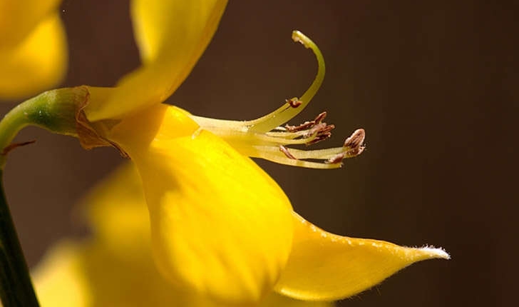 Spartium junceum (Linné, 1753)