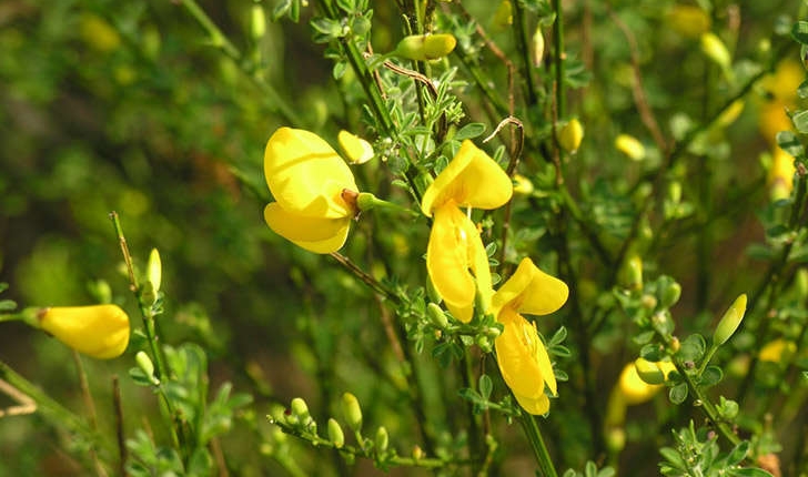 Spartium junceum (Linné, 1753)