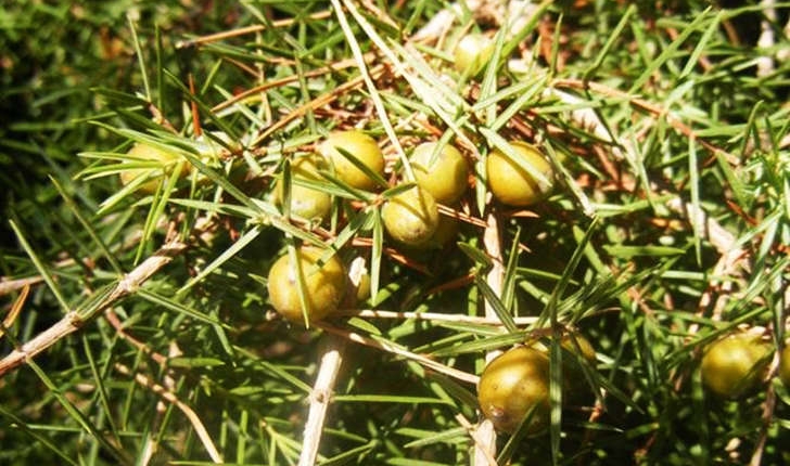 Juniperus oxycedrus (Linné, 1753)