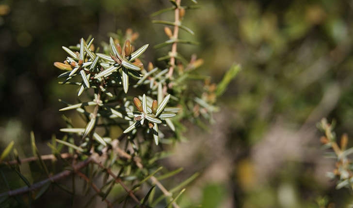Juniperus oxycedrus (Linné, 1753)