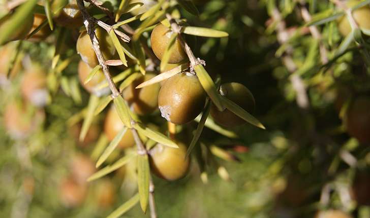 Juniperus oxycedrus (Linné, 1753)