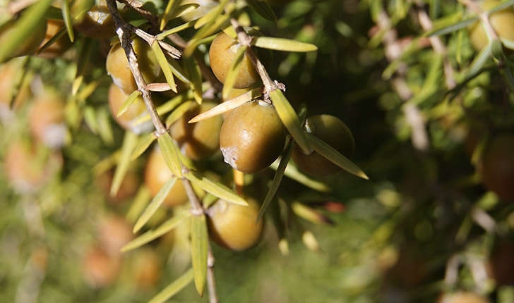 Juniperus oxycedrus (Linné, 1753)