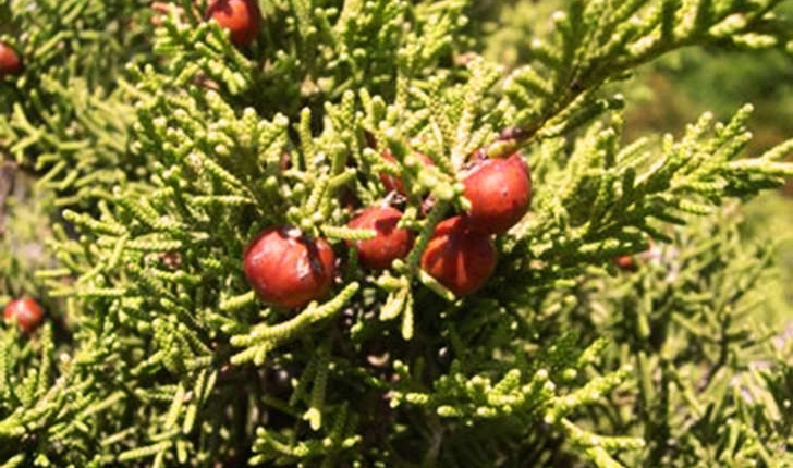 Juniperus phoenicea (Linné, 1753)