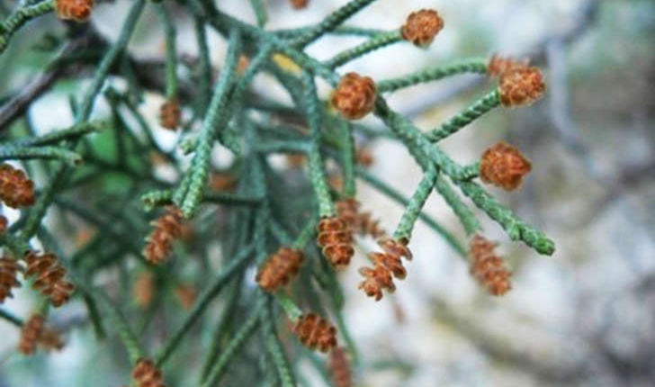 Juniperus phoenicea (Linné, 1753)