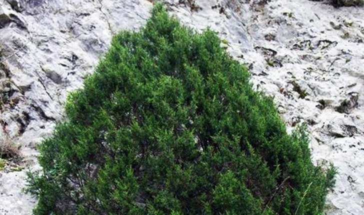 Juniperus phoenicea (Linné, 1753)