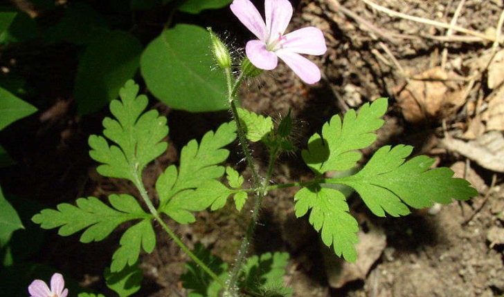 Geranium robertianum (Linné, 1753)